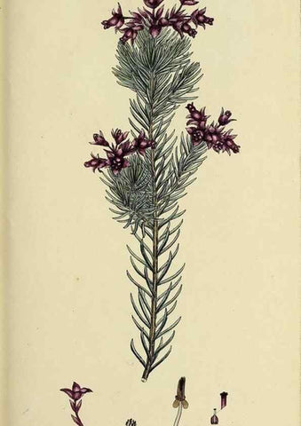 Reproducción/Reproduction 33992870998: The heathery, or, A monograph of the genus Erica :. London :Henry G. Bohn,1845.. 