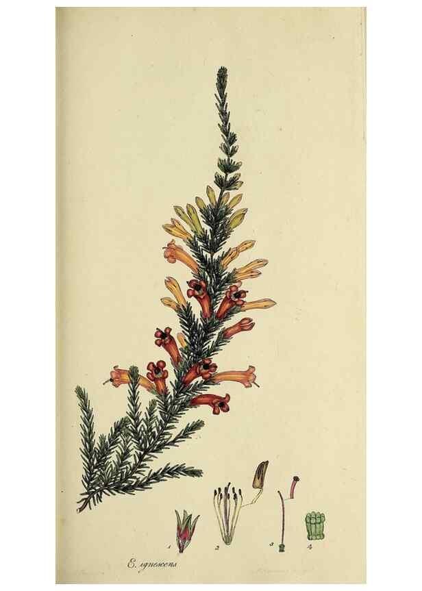Reproducción/Reproduction 47817900162: The heathery, or, A monograph of the genus Erica :. London :Henry G. Bohn,1845.. 