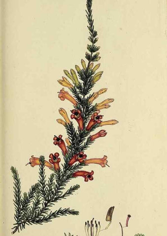 Reproducción/Reproduction 47817900162: The heathery, or, A monograph of the genus Erica :. London :Henry G. Bohn,1845.. 