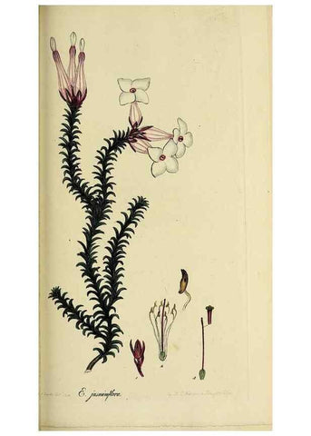 Reproducción/Reproduction 46953926255: The heathery, or, A monograph of the genus Erica :. London :Henry G. Bohn,1845.. 
