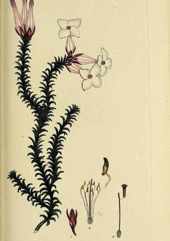 Reproducción/Reproduction 46953926255: The heathery, or, A monograph of the genus Erica :. London :Henry G. Bohn,1845.. 
