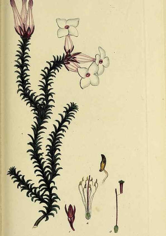 Reproducción/Reproduction 46953926255: The heathery, or, A monograph of the genus Erica :. London :Henry G. Bohn,1845.. 