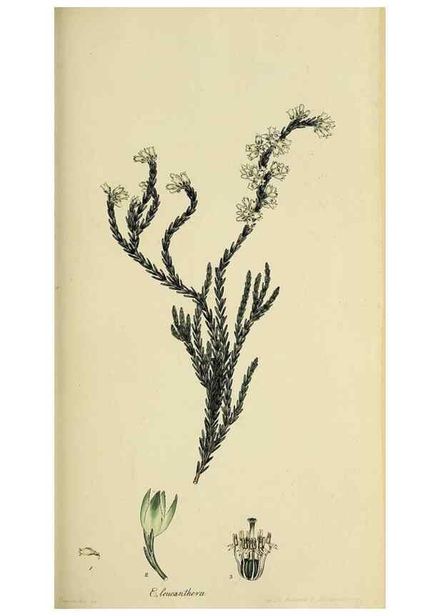 Reproducción/Reproduction 40903598913: The heathery, or, A monograph of the genus Erica :. London :Henry G. Bohn,1845.. 