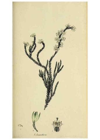 Reproducción/Reproduction 40903598913: The heathery, or, A monograph of the genus Erica :. London :Henry G. Bohn,1845.. 