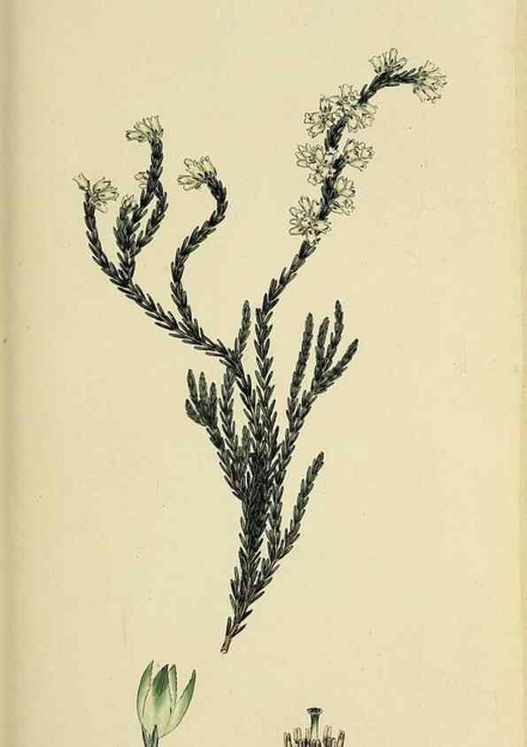 Reproducción/Reproduction 40903598913: The heathery, or, A monograph of the genus Erica :. London :Henry G. Bohn,1845.. 