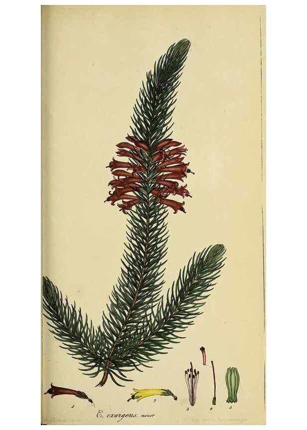 Reproducción/Reproduction 47817898732: The heathery, or, A monograph of the genus Erica :. London :Henry G. Bohn,1845.. 