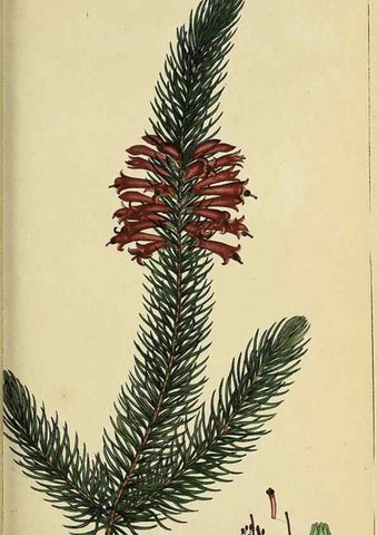 Reproducción/Reproduction 47817898732: The heathery, or, A monograph of the genus Erica :. London :Henry G. Bohn,1845.. 