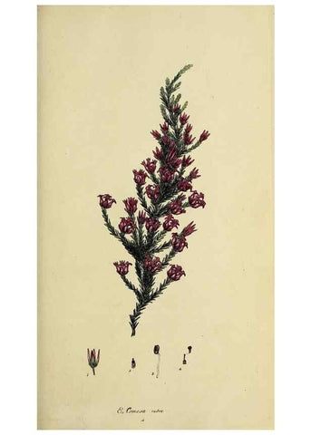 Reproducción/Reproduction 47870107921: The heathery, or, A monograph of the genus Erica :. London :Henry G. Bohn,1845.. 