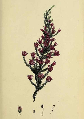 Reproducción/Reproduction 47870107921: The heathery, or, A monograph of the genus Erica :. London :Henry G. Bohn,1845.. 