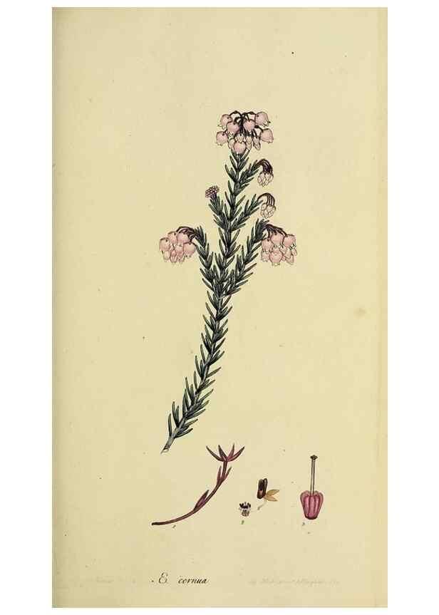 Reproducción/Reproduction 47817896142: The heathery, or, A monograph of the genus Erica :. London :Henry G. Bohn,1845.. 