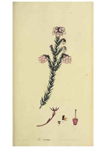 Reproducción/Reproduction 47817896142: The heathery, or, A monograph of the genus Erica :. London :Henry G. Bohn,1845.. 
