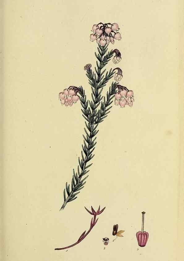 Reproducción/Reproduction 47817896142: The heathery, or, A monograph of the genus Erica :. London :Henry G. Bohn,1845.. 