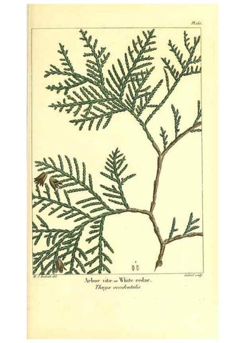 Reproducción/Reproduction 47817721612: The North American sylva;. Philadelphia,R.P. Smith,1853.. 