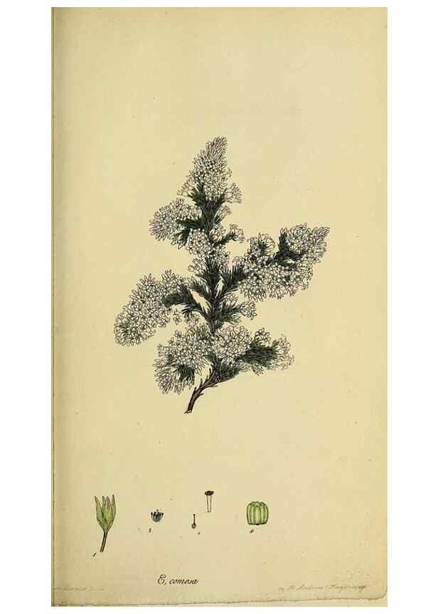 Reproducción/Reproduction 33992866978: The heathery, or, A monograph of the genus Erica :. London :Henry G. Bohn,1845.. 