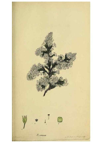 Reproducción/Reproduction 33992866978: The heathery, or, A monograph of the genus Erica :. London :Henry G. Bohn,1845.. 