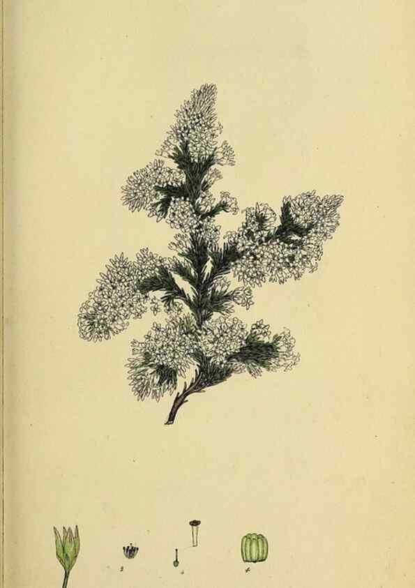 Reproducción/Reproduction 33992866978: The heathery, or, A monograph of the genus Erica :. London :Henry G. Bohn,1845.. 