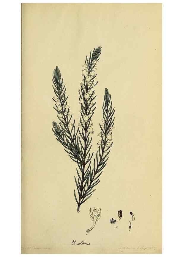 Reproducción/Reproduction 33992863668: The heathery, or, A monograph of the genus Erica :. London :Henry G. Bohn,1845.. 
