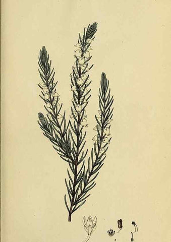 Reproducción/Reproduction 33992863668: The heathery, or, A monograph of the genus Erica :. London :Henry G. Bohn,1845.. 