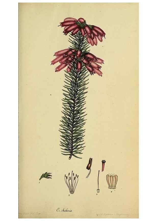 Reproducción/Reproduction 32925963167: The heathery, or, A monograph of the genus Erica :. London :Henry G. Bohn,1845.. 