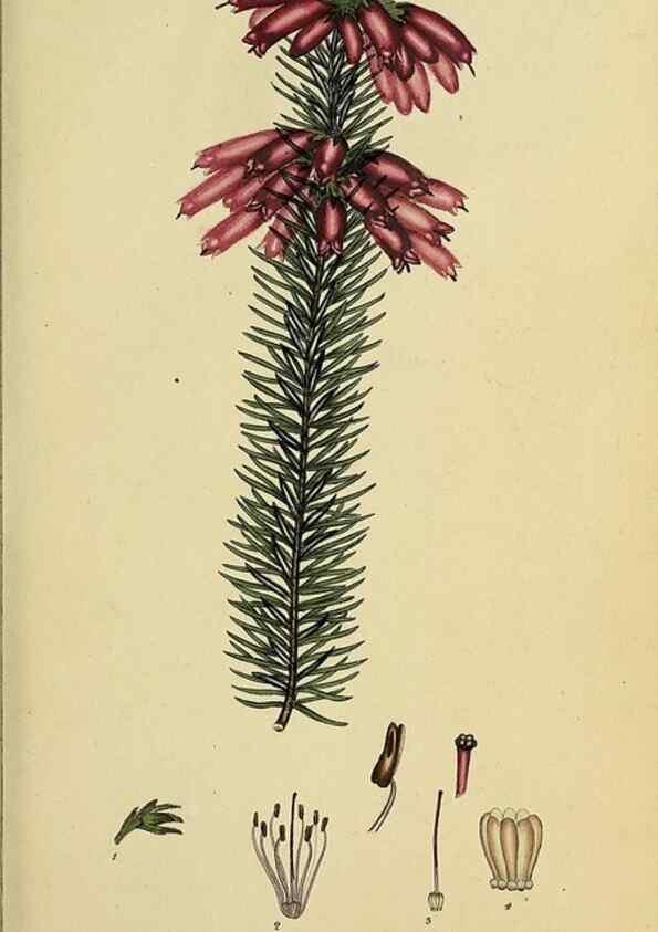 Reproducción/Reproduction 32925963167: The heathery, or, A monograph of the genus Erica :. London :Henry G. Bohn,1845.. 