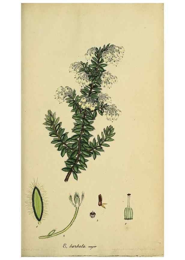 Reproducción/Reproduction 46953920735: The heathery, or, A monograph of the genus Erica :. London :Henry G. Bohn,1845.. 