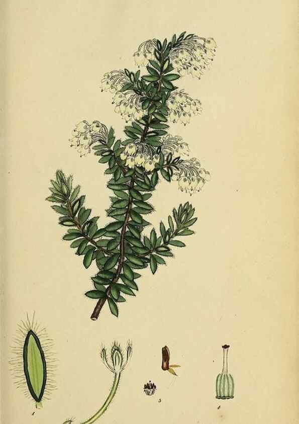 Reproducción/Reproduction 46953920735: The heathery, or, A monograph of the genus Erica :. London :Henry G. Bohn,1845.. 