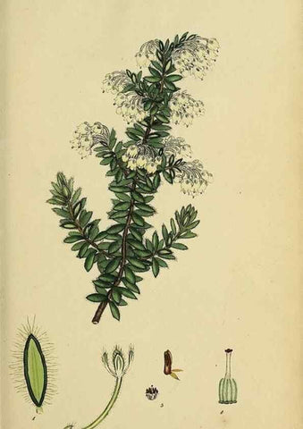 Reproducción/Reproduction 46953920735: The heathery, or, A monograph of the genus Erica :. London :Henry G. Bohn,1845.. 