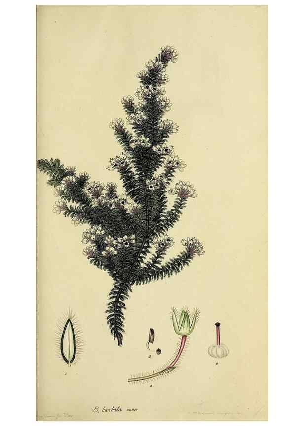 Reproducción/Reproduction 47870105721: The heathery, or, A monograph of the genus Erica :. London :Henry G. Bohn,1845.. 