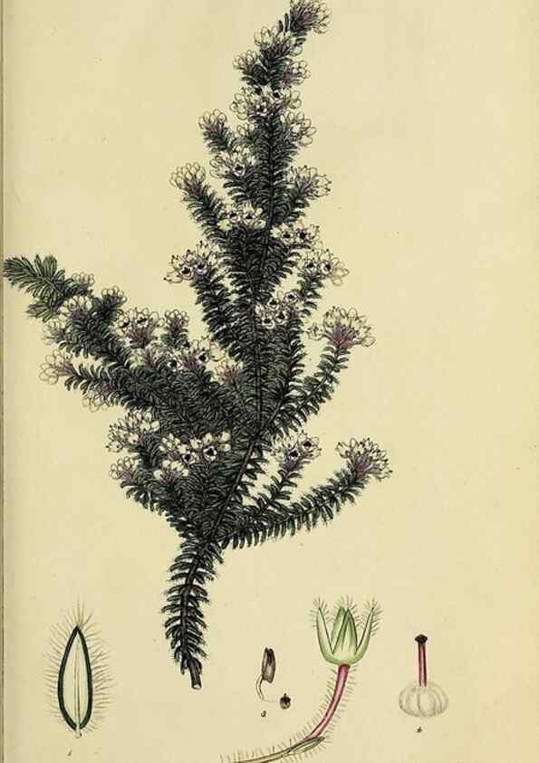 Reproducción/Reproduction 47870105721: The heathery, or, A monograph of the genus Erica :. London :Henry G. Bohn,1845.. 