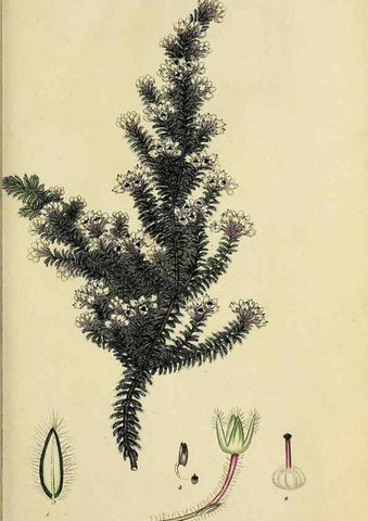Reproducción/Reproduction 47870105721: The heathery, or, A monograph of the genus Erica :. London :Henry G. Bohn,1845.. 