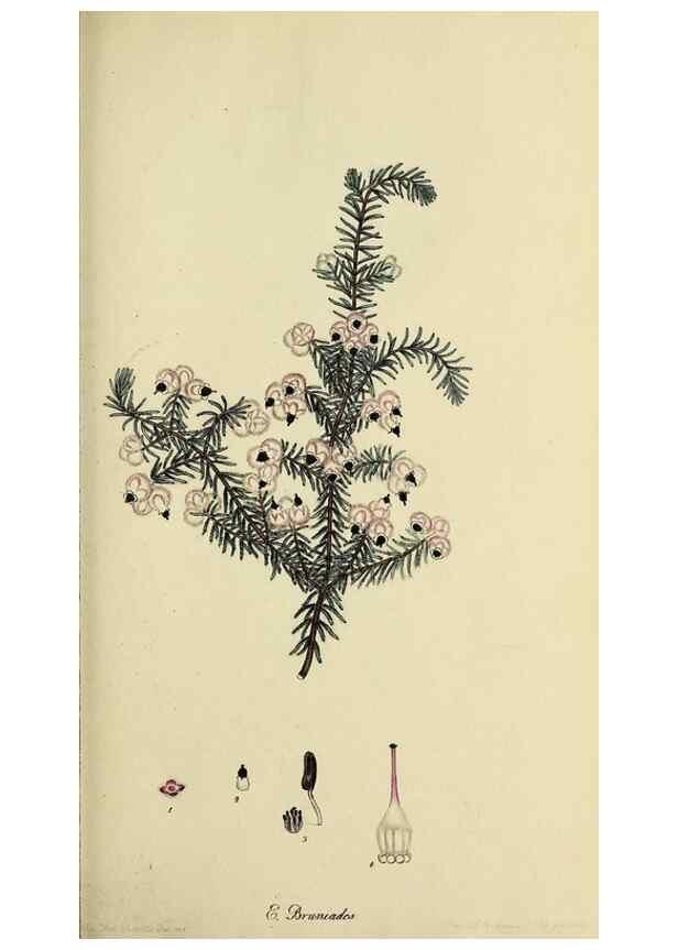 Reproducción/Reproduction 32925964577: The heathery, or, A monograph of the genus Erica :. London :Henry G. Bohn,1845.. 