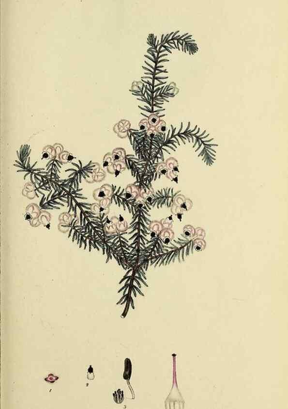 Reproducción/Reproduction 32925964577: The heathery, or, A monograph of the genus Erica :. London :Henry G. Bohn,1845.. 