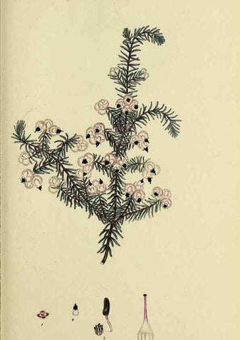 Reproducción/Reproduction 32925964577: The heathery, or, A monograph of the genus Erica :. London :Henry G. Bohn,1845.. 
