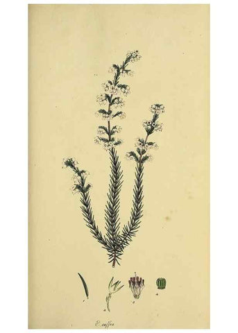 Reproducción/Reproduction 46953921545: The heathery, or, A monograph of the genus Erica :. London :Henry G. Bohn,1845.. 