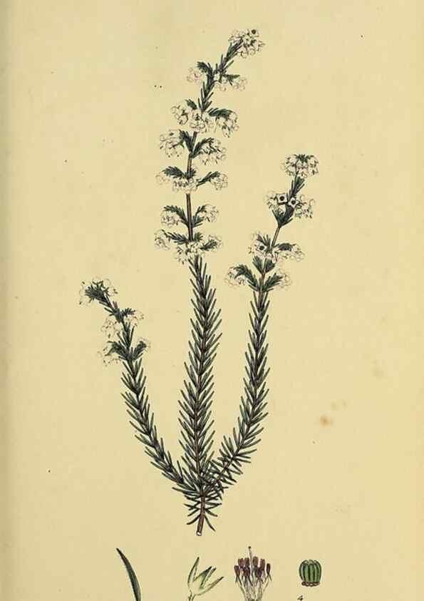 Reproducción/Reproduction 46953921545: The heathery, or, A monograph of the genus Erica :. London :Henry G. Bohn,1845.. 