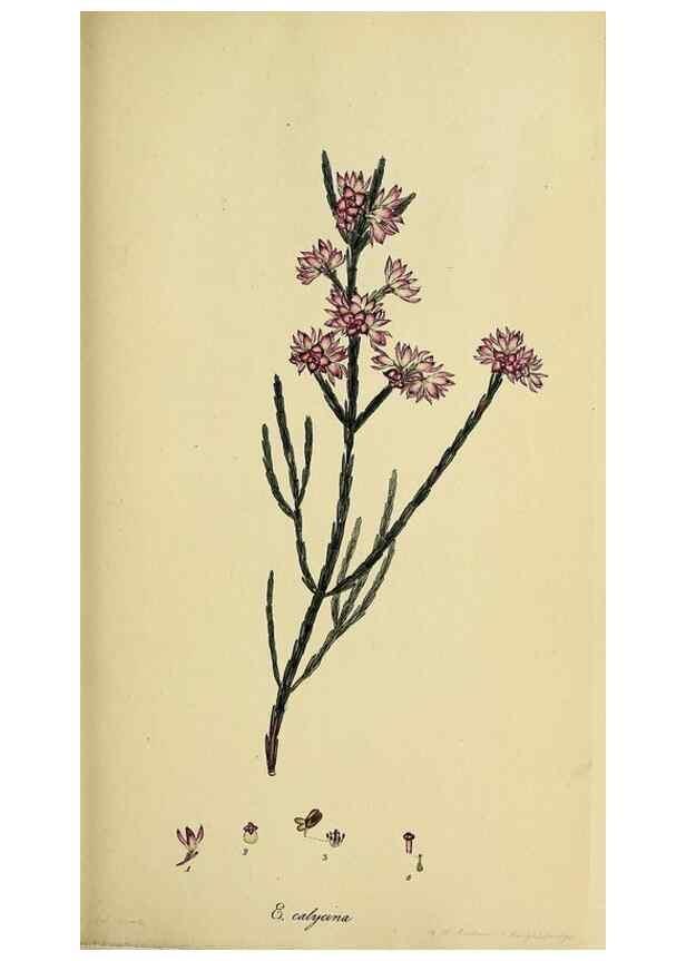 Reproducción/Reproduction 47870106881: The heathery, or, A monograph of the genus Erica :. London :Henry G. Bohn,1845.. 
