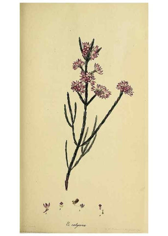 Reproducción/Reproduction 47870106881: The heathery, or, A monograph of the genus Erica :. London :Henry G. Bohn,1845.. 