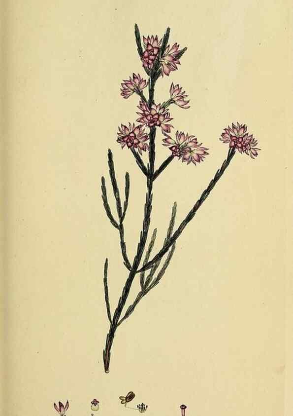 Reproducción/Reproduction 47870106881: The heathery, or, A monograph of the genus Erica :. London :Henry G. Bohn,1845.. 