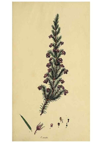 Reproducción/Reproduction 32925961177: The heathery, or, A monograph of the genus Erica :. London :Henry G. Bohn,1845.. 