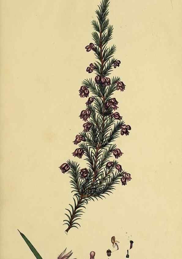 Reproducción/Reproduction 32925961177: The heathery, or, A monograph of the genus Erica :. London :Henry G. Bohn,1845.. 