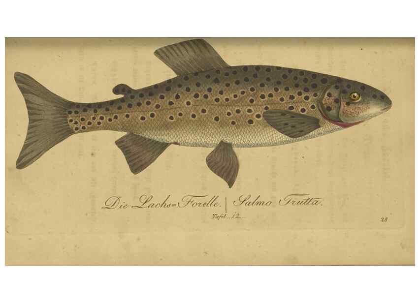 Reproducción/Reproduction 40888498803: Fauna Boica oder gemeinnützige Naturgeschichte der Thiere Bayerns /. Nürnberg :In der C.H. Zeh'schen Buchhandlung,1834.. 
