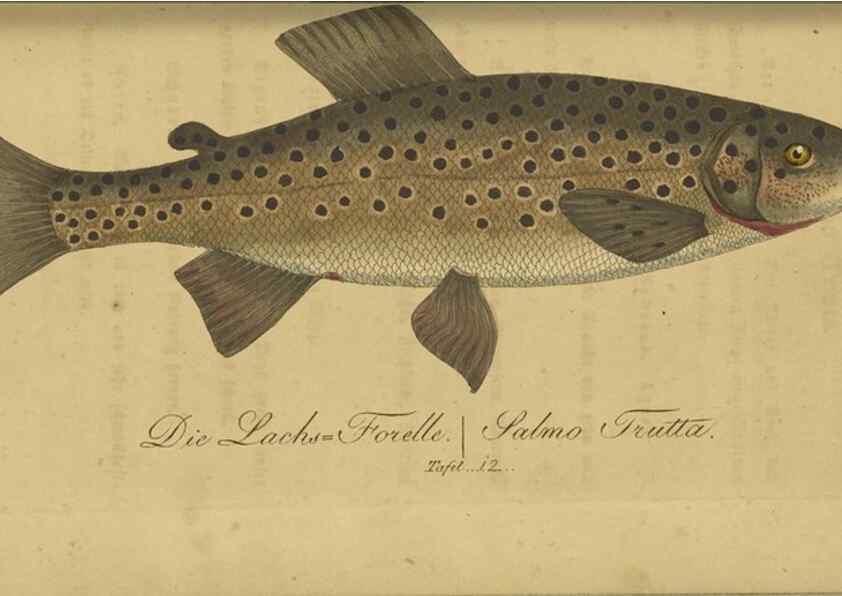Reproducción/Reproduction 40888498803: Fauna Boica oder gemeinnützige Naturgeschichte der Thiere Bayerns /. Nürnberg :In der C.H. Zeh'schen Buchhandlung,1834.. 