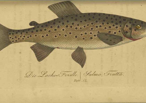 Reproducción/Reproduction 40888498803: Fauna Boica oder gemeinnützige Naturgeschichte der Thiere Bayerns /. Nürnberg :In der C.H. Zeh'schen Buchhandlung,1834.. 