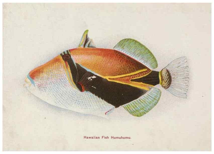Reproducción/Reproduction 48307936016: Hawaiian fishes.. Honolulu :Island Curio Co.,[between 1905 and 1910?]. 