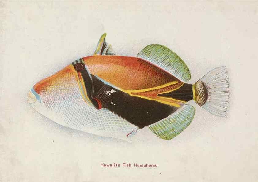 Reproducción/Reproduction 48307936016: Hawaiian fishes.. Honolulu :Island Curio Co.,[between 1905 and 1910?]. 