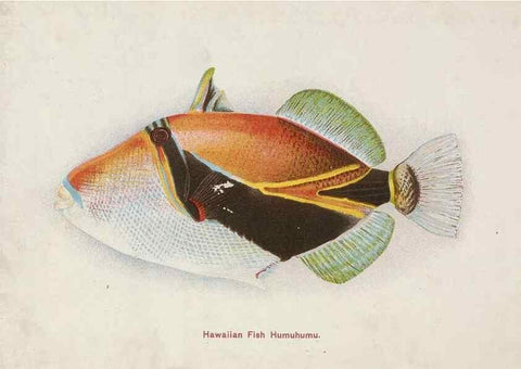 Reproducción/Reproduction 48307936016: Hawaiian fishes.. Honolulu :Island Curio Co.,[between 1905 and 1910?]. 