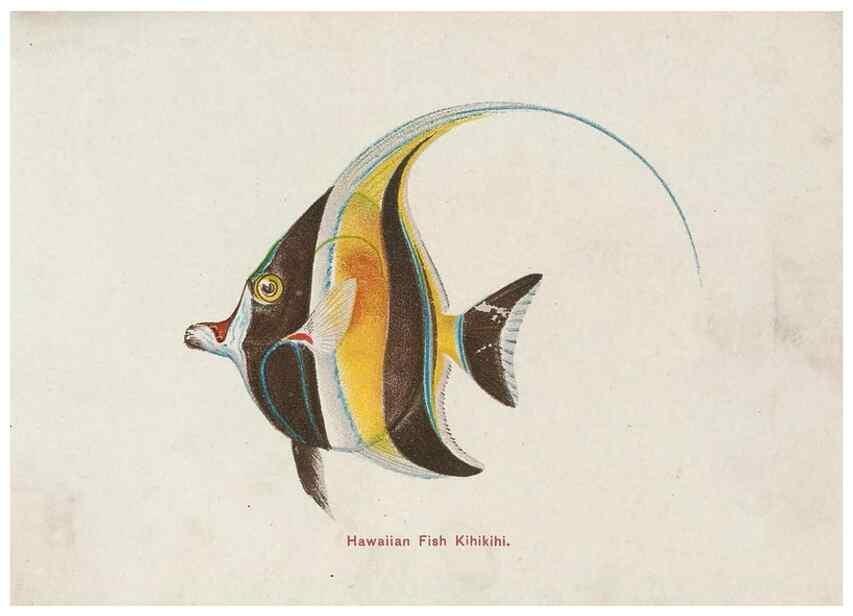 Reproducción/Reproduction 48308048432: Hawaiian fishes.. Honolulu :Island Curio Co.,[between 1905 and 1910?]. 