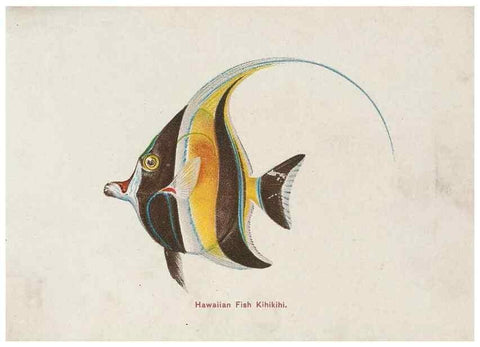 Reproducción/Reproduction 48308048432: Hawaiian fishes.. Honolulu :Island Curio Co.,[between 1905 and 1910?]. 