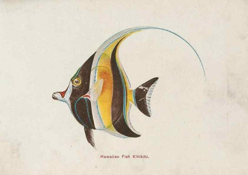 Reproducción/Reproduction 48308048432: Hawaiian fishes.. Honolulu :Island Curio Co.,[between 1905 and 1910?]. 