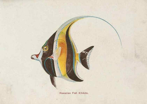Reproducción/Reproduction 48308048432: Hawaiian fishes.. Honolulu :Island Curio Co.,[between 1905 and 1910?]. 